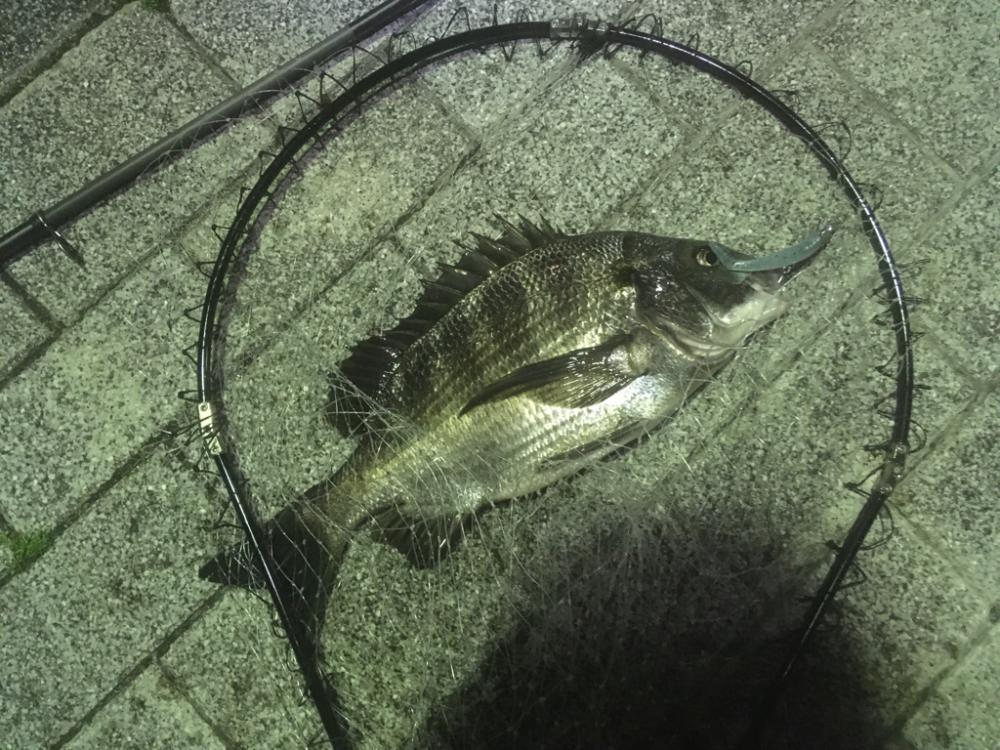 新年度からチヌ