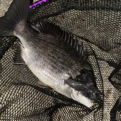 またチヌがっ！