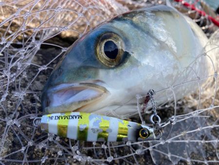 ジャックアイマキマキでボラショアジギング！…