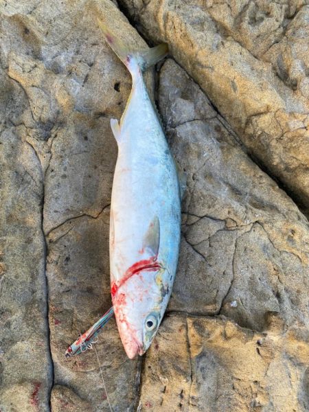 クロスライドブレードでハマチ！