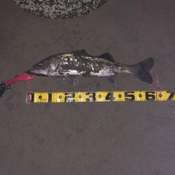 シーバス　バチシーズン突入‼…