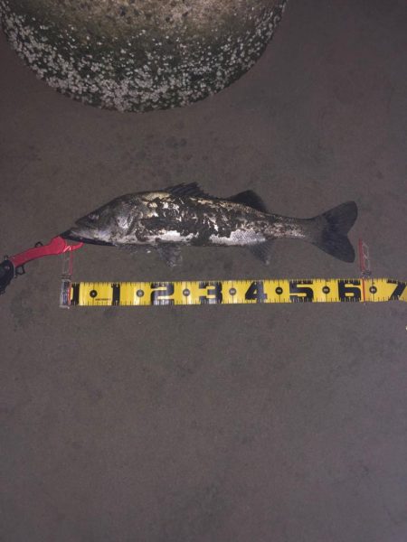 シーバス　バチシーズン突入‼…