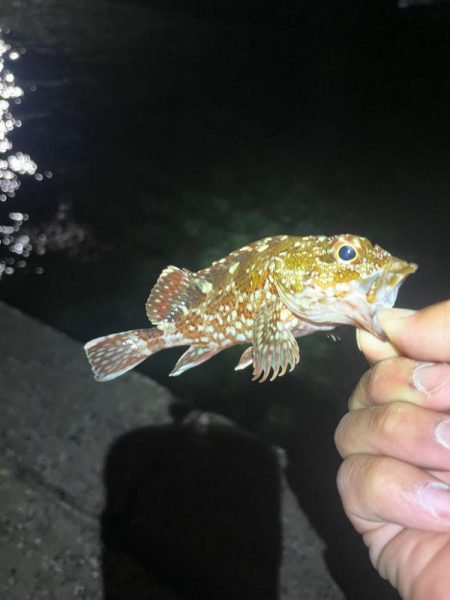 アジングのはずが。。