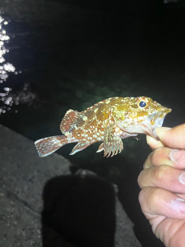 アジングのはずが。。