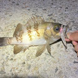 メバルに混じり