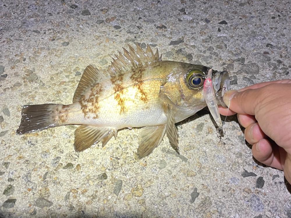 メバルに混じり