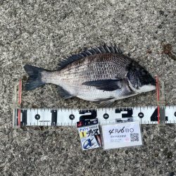 尼エサエビ撒きグランプリ4月エントリーDA…