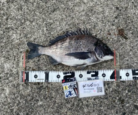 尼エサエビ撒きグランプリ4月エントリーDA…