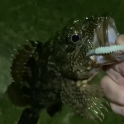 初浜田ライトゲーム！