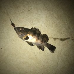 淡路島丸山漁港