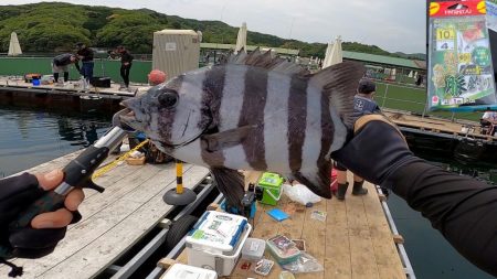 海上釣堀で石鯛に大鯛