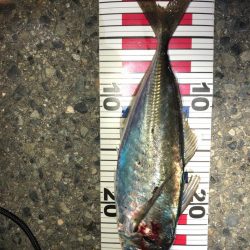 アミパターン？アジング！