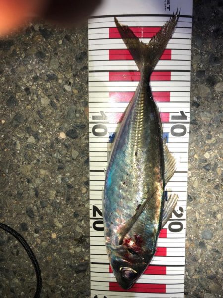 アミパターン？アジング！