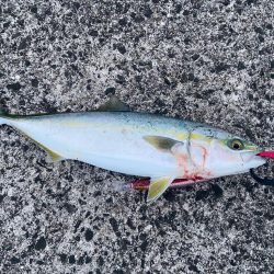 淡路島も開幕してました！