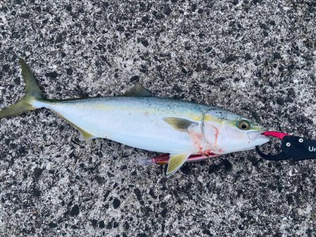 淡路島も開幕してました！