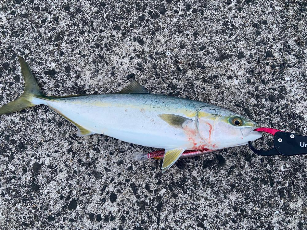 淡路島も開幕してました!