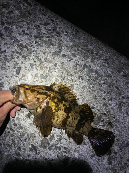 ロックフィッシュ❗þ…