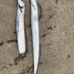 切れてる太刀魚