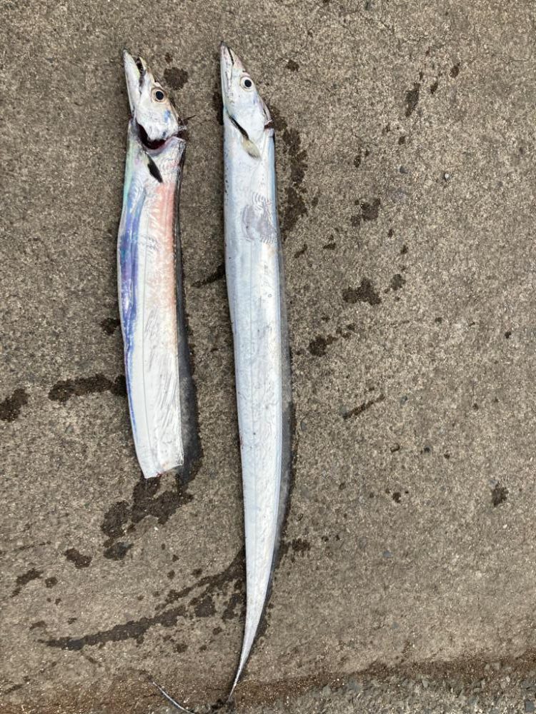 切れてる太刀魚