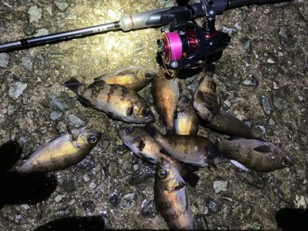漁港で数釣りメバリング
