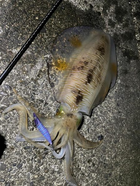 2キロアップ❗️…