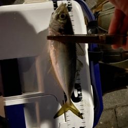 ジグ単deアジング！先週の反撃✌︎(‘ω’)✌︎