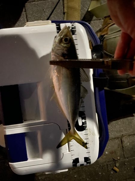 ジグ単deアジング！先週の反撃✌︎(‘ω’)✌︎