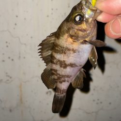 雨後はやっぱり渋い？