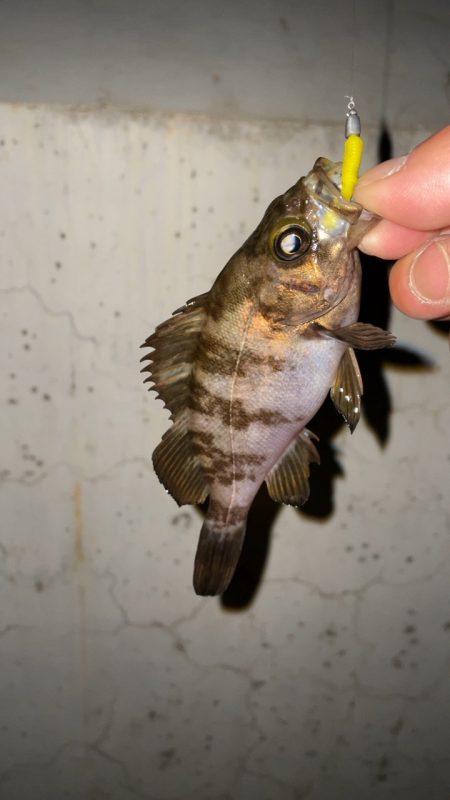 雨後はやっぱり渋い？