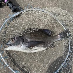 湾奥でヘチ釣り