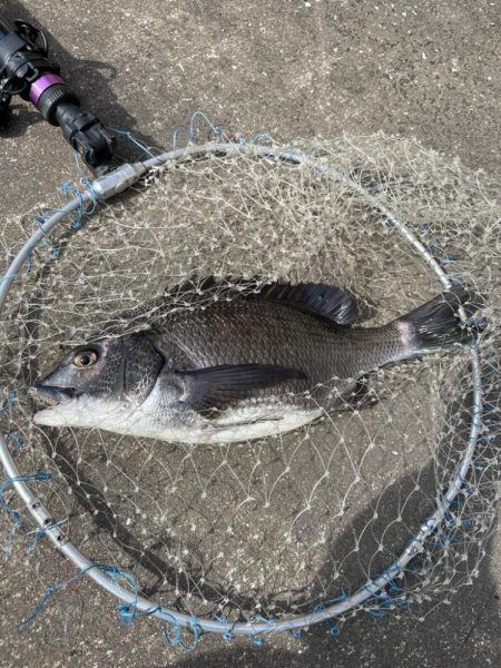 湾奥でヘチ釣り