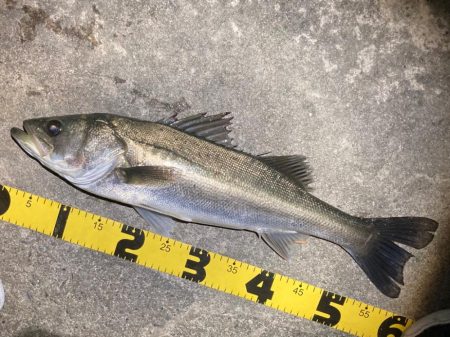 バチ抜けシーバスフィッシング