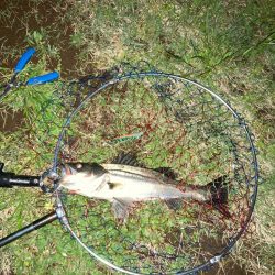 バチ見えないけどバチパターン