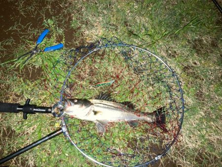 バチ見えないけどバチパターン