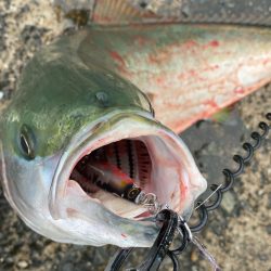 ついに!泉州青物来ました