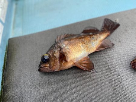 ガチンコフラット&ロック