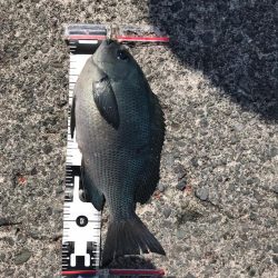 24年ぶりの初島釣行