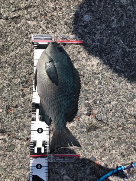 24年ぶりの初島釣行