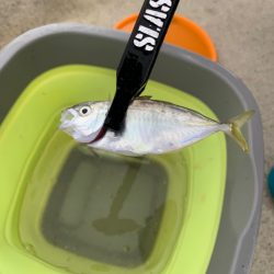 ファミリーサビキ^ ^