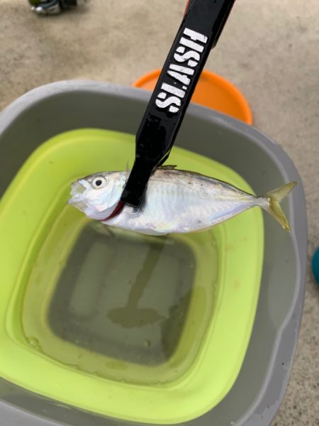 ファミリーサビキ^ ^