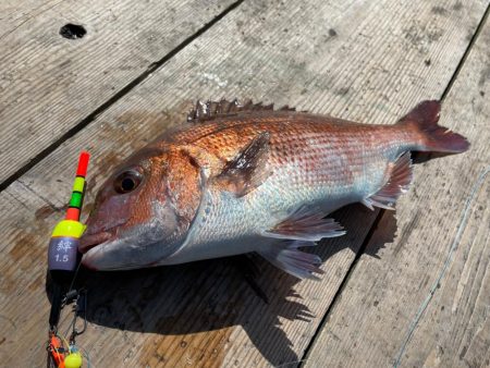 海上釣堀で誘って真鯛
