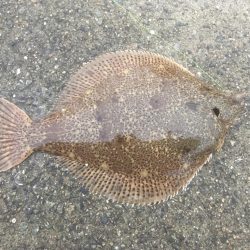 カレイを求めて