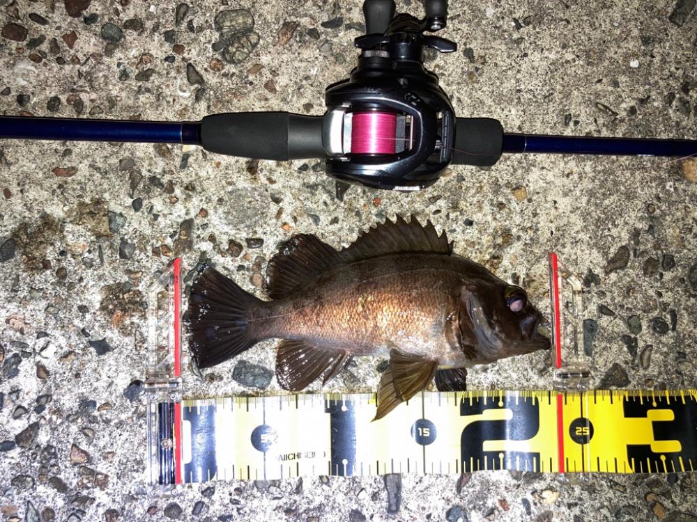 【メバリング】短時間釣行