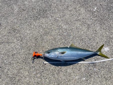 エソ先輩だと思ったら（笑）