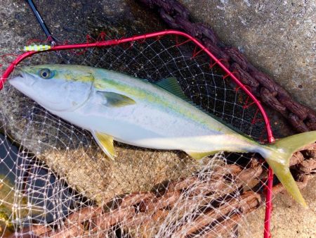 ジャックアイマキマキで今シーズン初青物！