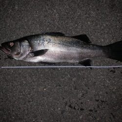 春アオリのはずが⁉️