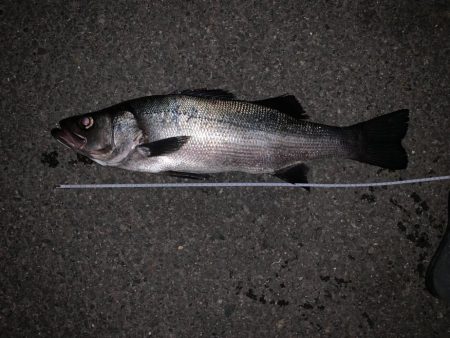 春アオリのはずが⁉þ…