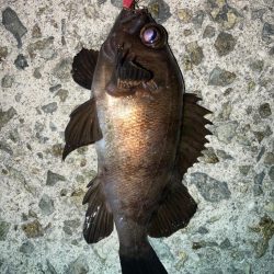 2022ライトゲーム第10戦