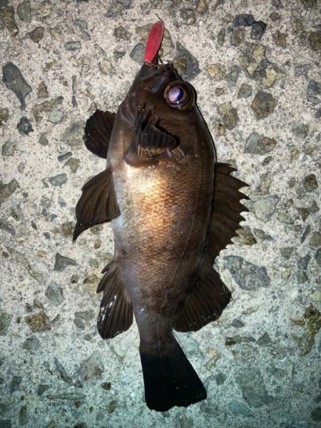 2022ライトゲーム第10戦