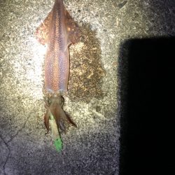 【4度目越前】なんとか2杯